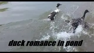DUCK ROMANCE IN POND