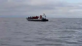 Whale Safari