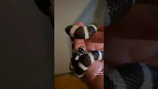 #snake #reptilelove #reptiles #snake #cute #serpiente #pets #music #kingsnake