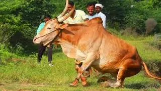 Gandhada Gudi Pi PII Bull Swimming