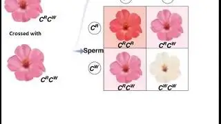 Genetics  incomplete Dominance in Flowers