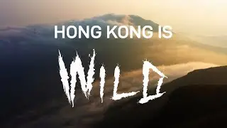 Hong Kong is WILD