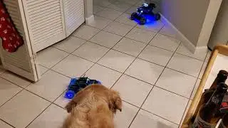 Dog Watching Cool R/C Cars - Theefun 1/12 & RAGU 1/16 Scale Drift & Stunt Radio Control Trucks