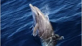 Bottlenose Dolphin Has Fun With Dana Point Whale Watching Boat