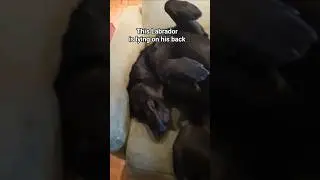 Labrador, the pro #funnydogshorts #usadogs #usashorts #usa #ukdogs #canada #australia #viraldog