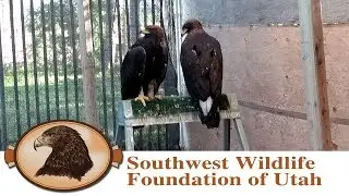 Golden Eagles Healing