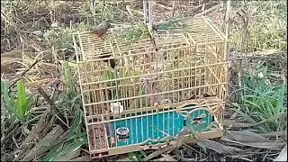Cabocolindo Venom está de Volta 🇧🇷🦅🕸️🕷️