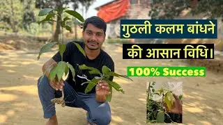 How is grafting in mango tree. || #grafting #mangotreegrafting #youtubevideo #indian_nursery_tips