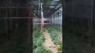 #hightechfarming #nurseryplants #yuvakisan#viralvideo