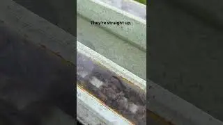 Compost Bin Bees PT 4