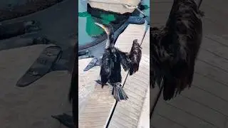 Day 28 Injured Bird Rescue Attempt: The Cormorant That Dove Away! #Cormorant #BirdRescue #wildlife