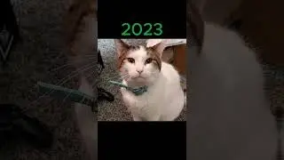 Meme Legends Then and Now #memes #meme #legend #legends #cheems #cats #popcat #nostalgia