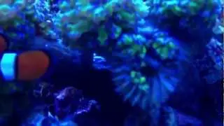 Brown Jelly Disease