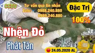🔴 CCDV # 075: Đặc Trị Nhện Đỏ Phát Tán Trên Cây Mai Vàng | Hiệu Quả 100% ||CCDV. 14.07.2020