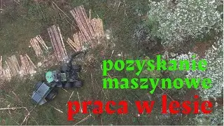 Harwester, praca w lesie, ZUL B&oacute;br Marcin Szura