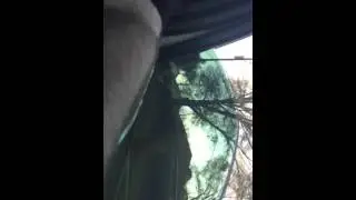 2015 F150 Chirp Whistle Noise 5.0