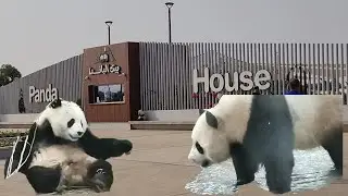 #pandahouse #visitqatar  Panda House Qatar | Visit Middle East&rsquo;s first ever panda park