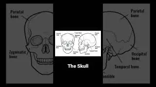 All parts of The Skull||Question Bank??||#short