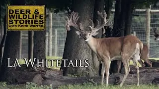 GIANT Ohio Whitetail Bucks | LA Whitetails | Deer Farming