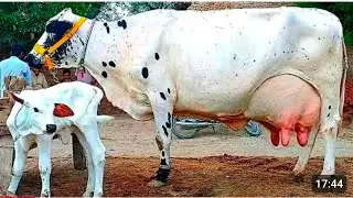 19 January 2026 Call me (03433266037) Cholsatni Friesian Cross Cow 🐄 For Sale 
