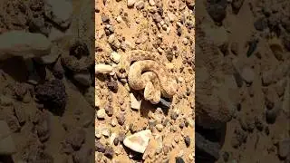 The desert horned viper, our second target snake species in the Sahara #viper #shorts #hornedviper