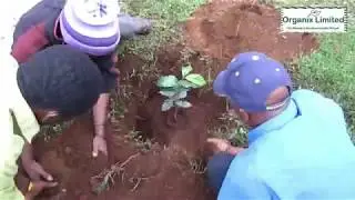 Tree planting using Earthlee, Absorber and Nhance