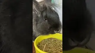 Я люблю своего пушистого кролика #кролик #кролик #животные