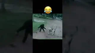 Spider monkey.HELICOPTER HELICOPTER