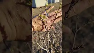 Scarlet Plum early greenery