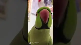 Whistling Parrot. Talking Indian Ringneck parrot!