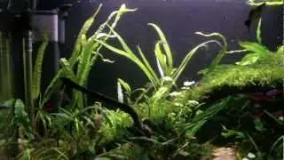 how to plant crypts