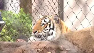 Petition to release Mike the Tiger has nearly reached 120,000 signature goal