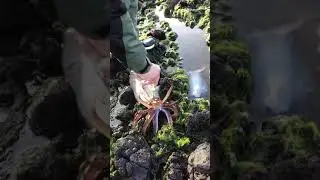 Tighten the bigfin reef squid