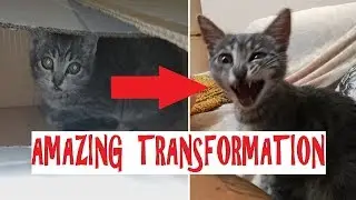 Rescued kitten - Amazing transformation