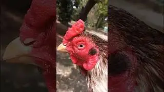 My Dangerous Rooster #aseelmurga #murga #rooster #birds #chicken #100millionviews #trending #rooster