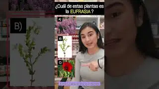&iquest;Cu&aacute;l de estas plantas es la EUFRASIA? 🤍