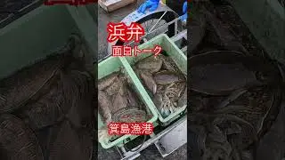 箕島漁港面白いトーク‼️浜弁