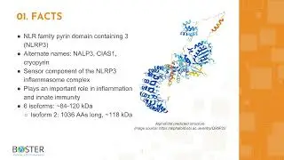 Learn NLRP3 in 3 minutes | CIAS1/NALP3/NLRP3/Cryopyrin