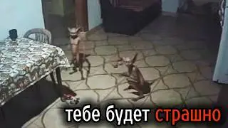 The World's Horriblest Videos #83