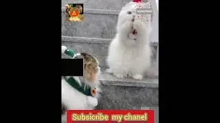 پیاری پیاری خوبصورت بلیوں کی پیاری پیاری حرکت