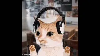 Cats during 2020