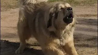 Most Beautiful Bakarwal Dog | World Best Guard Dog | Best Protection Dog #bakharwaldog