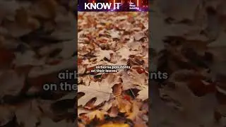 Каким образом леса улучшают качество воздуха?