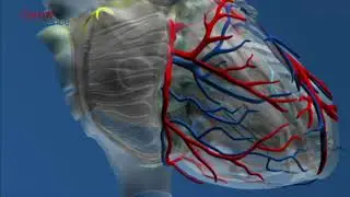 clase CARDIO UV 2020 FISIOLOGIA Y FISIOPATOLOGIA  VASCULAR CORONARIA