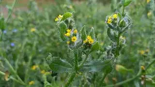 Common Fiddleneck: A Fascinating Plant with Unique Characteristics
