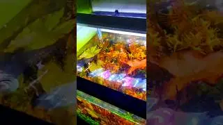 TRIMMING RED TIGER LOTUS IN MY TANK  / PLANTED AQUARIUM
