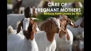 Care of Pregnant Goats in Africa- MeFarms Model