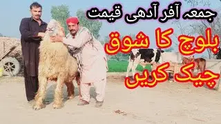 200Kg Top Class Mundray Chhatray Owner Haneef Baloch || Heavy Weight Lakha Mundra Chhatra at NBGF