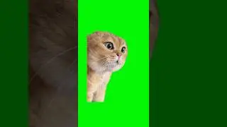 Talking Cat Meme | Green Screen #cat #catmeme #cats #kitten #kitty #meme #memes #fyp