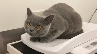 Scared Cat Goes To Vet